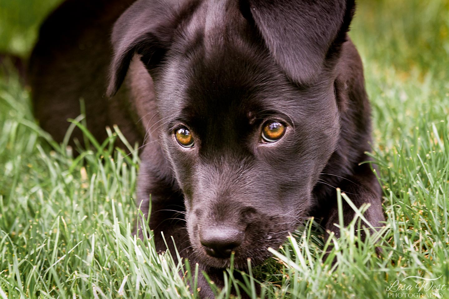 Eye Level, pets photograph